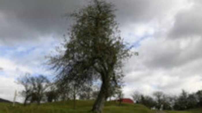 Jabloň z Bošáce súťaží v ankete Európsky strom roka
