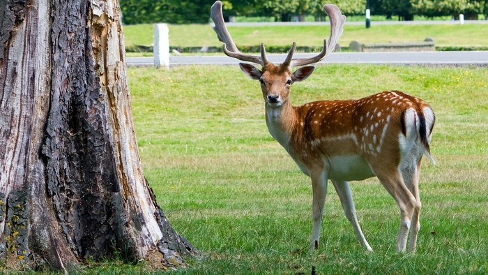 Jelenia ruja vrcholí