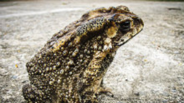 Stavanie bariér pre žaby