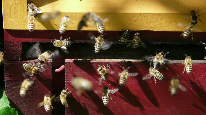 Pichnutie od včely zväčša bolí viac než od osy