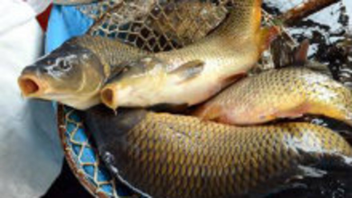 Vianočné potraviny – 4. časť