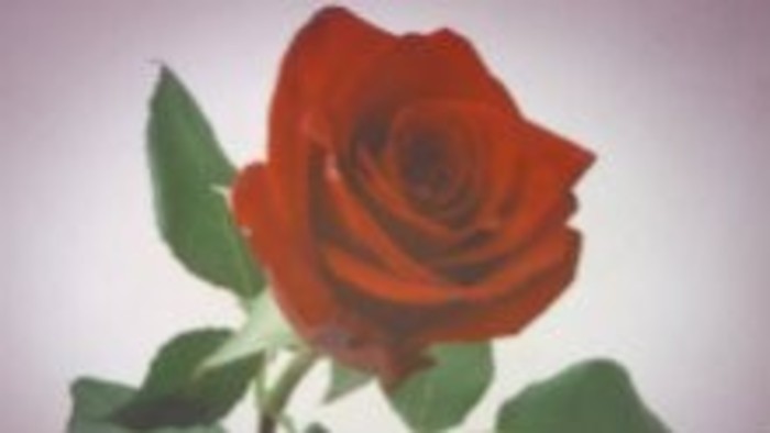 Medzinárodný deň žien