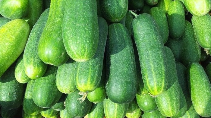Na farme v obci Zemné pestujú uhorky bez použitia pôdy