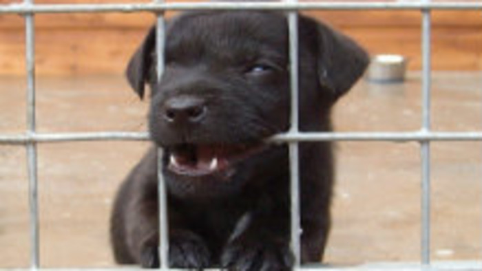 Túlavé psy si v Liptovskom Mikuláši polepšia