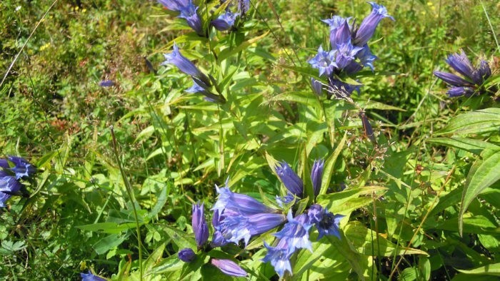 Snimka-19-zelen-kvet-horec