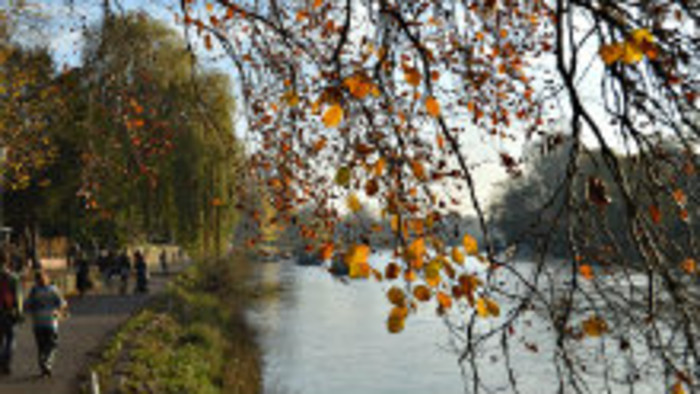 Sú stromy v našich mestách bezpečné?