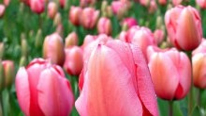 35. ročník veľtrhu Flóra v Bratislave