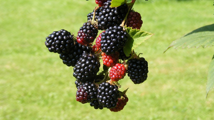 Černice ako silný antioxidant a omladzovač