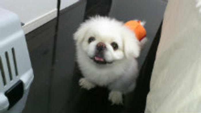 Zvieratá v hromadnej doprave