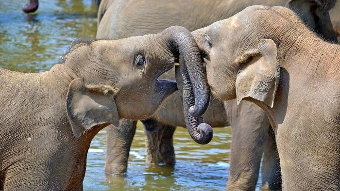 Prevoz cirkusových zvierat