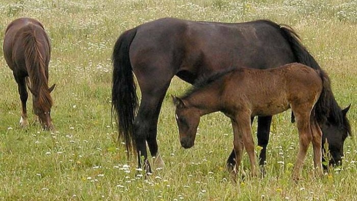 Na návšteve na farme v Dolnej Krúpe