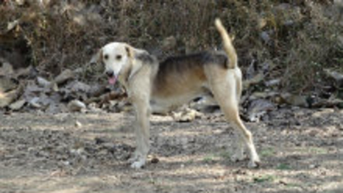 Oravu trápia psie svorky