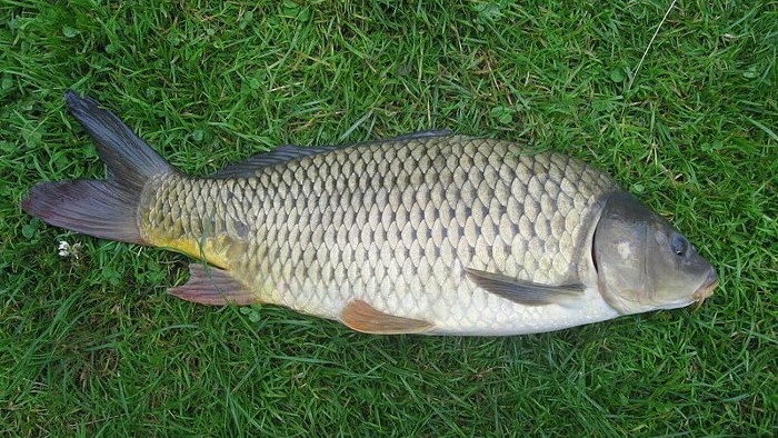 Rybárska a poľovnícka výstava v Nitre