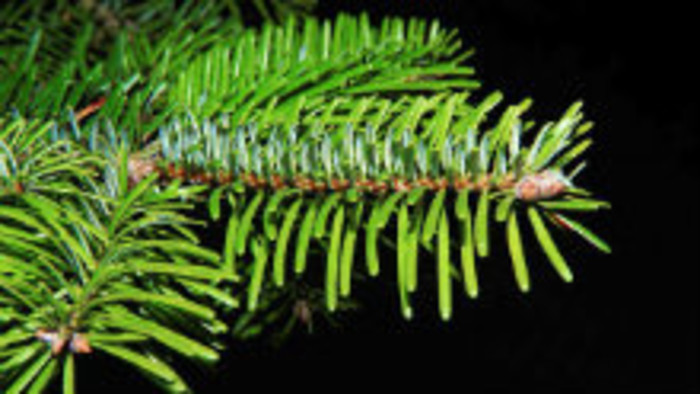 Nepovolený výrub vianočného stromčeka 