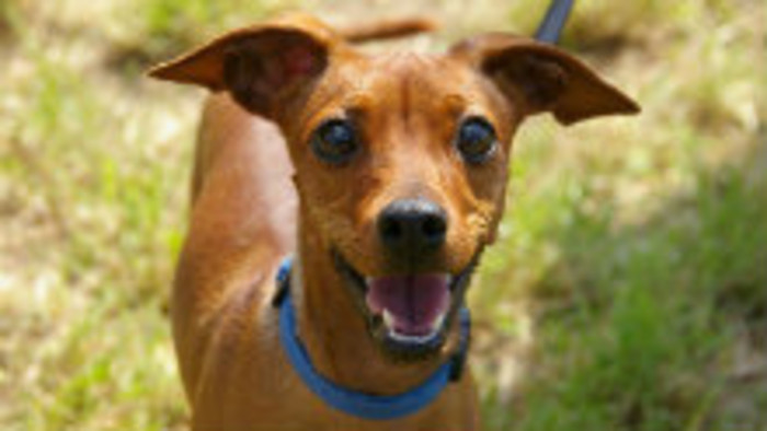 Povinné čipovanie neprinieslo odhalenie nezodpovedných majiteľov 