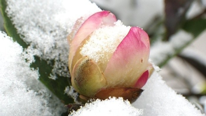 Na Vianoce u manželov Stražanovcov