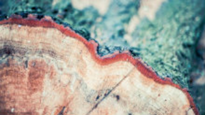 Kontroverzné protipovodňové výruby stromov v Beluji