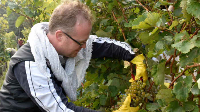 En Tokaj ha finalizado la recogida de las bayas de uva pasa