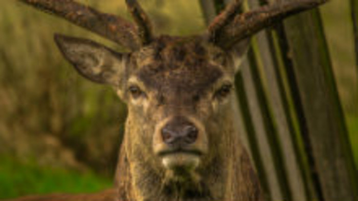 Jeleň