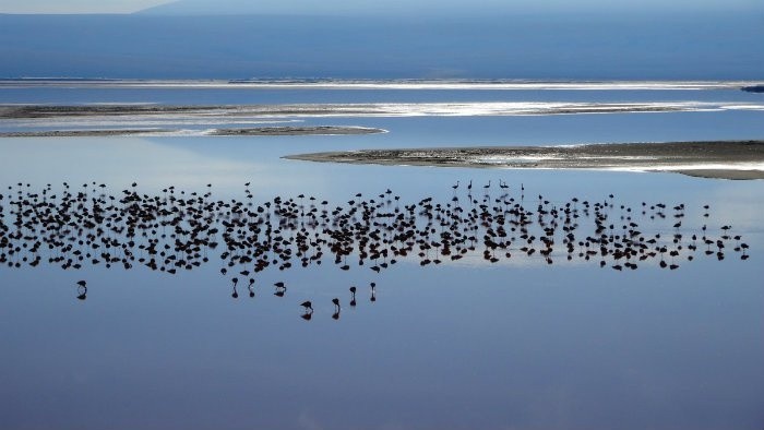 plameniaky-na-Laguna-Colorada-1200