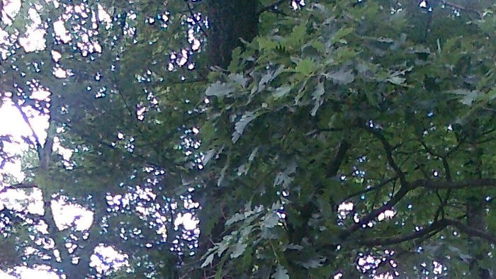 Strom roka
