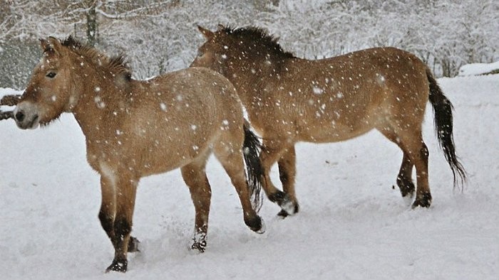 Kone pomáhajú rozvíjať osobnosť
