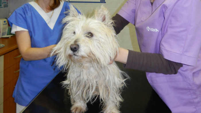 Veterinár – Silvia Štefáková 