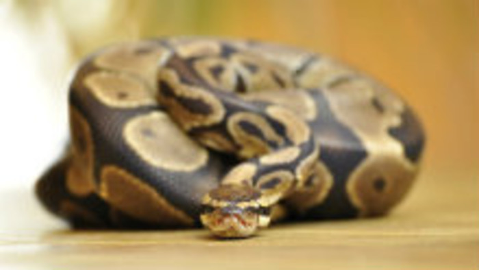 Exotické zvieratá v byte