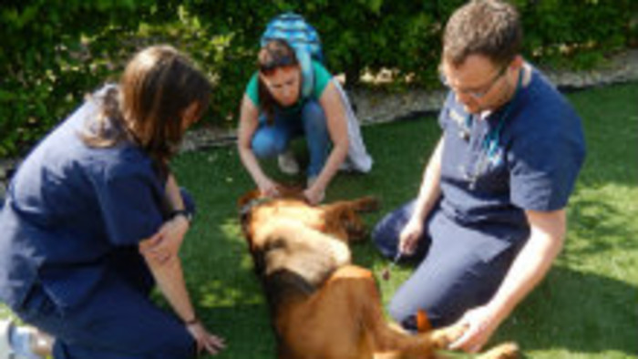 Veterinár - MVDr.Viktor Paluš
