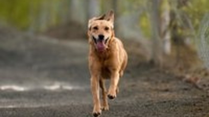 Kynológia na SOŠ HSaD v Lučenci