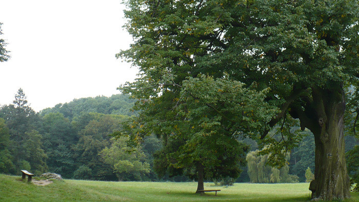 V parku vyrúbu viac než 200 stromov