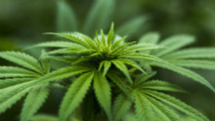 Marihuana a adolescenti