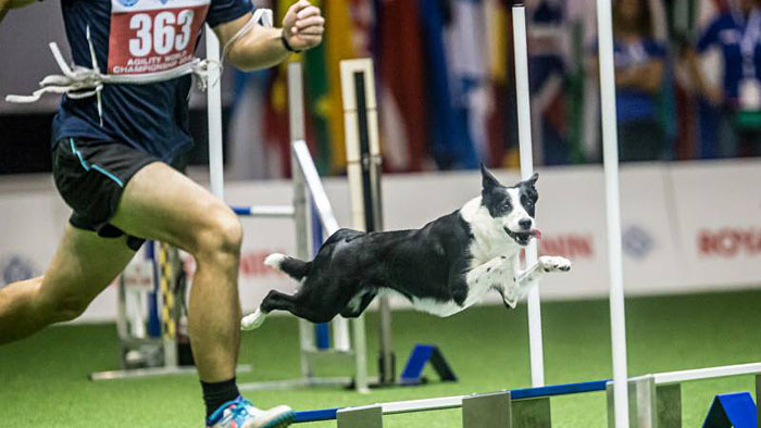 Majstri sveta v agility v Ráne na eFeMku