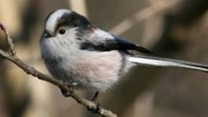 Kalendárium prírody - Mlynárka dlhochvostá