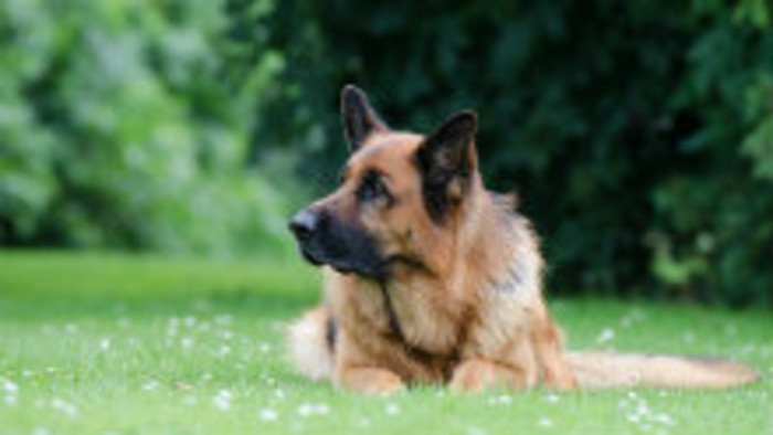 Dobrovoľní kynológovia – záchranári