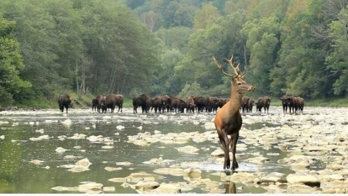 European Yellowstone in eastern Slovakia