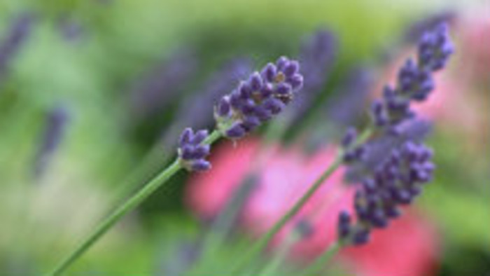 Na súťaži Flora cup