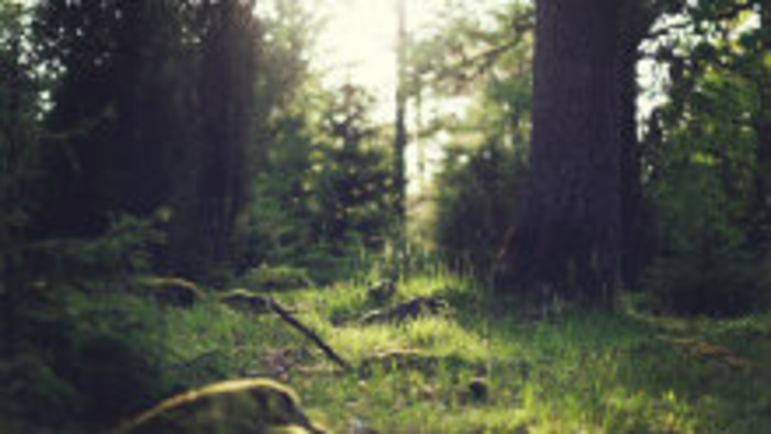 V Malých Karpatoch žili tajomní lesní ľudia