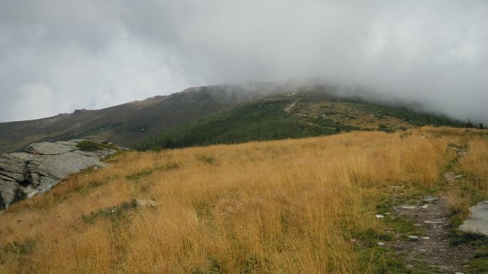 Na Kráľovej holi stojí strom zelený...