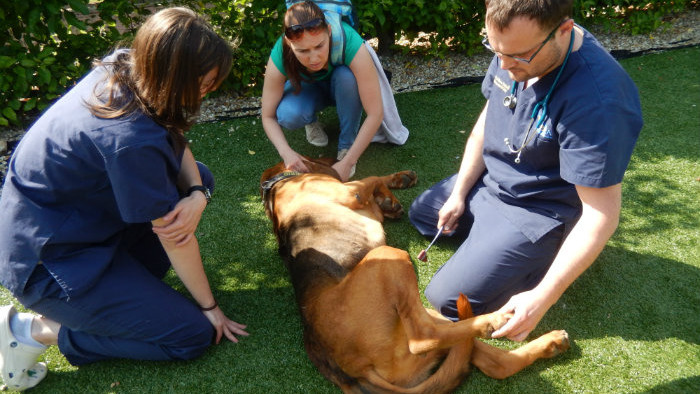 MVDr.Viktor Paluš 006.jpg