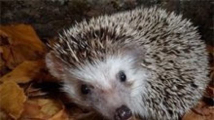 Ježko sa ukladá na zimný spánok