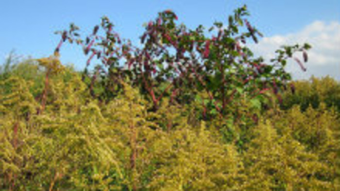 Nepokosené súkromné plochy trápia naše mestá 