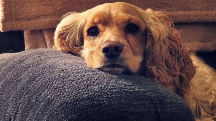 Bude nezodpovedný majiteľ psa skutočne potrestaný?