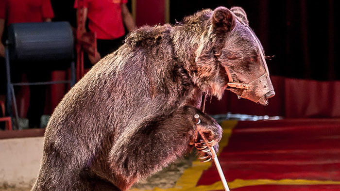 Živé mesto_FM a cirkus
