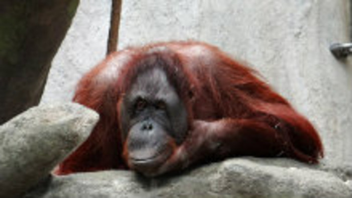 Svetový deň orangutanov 
