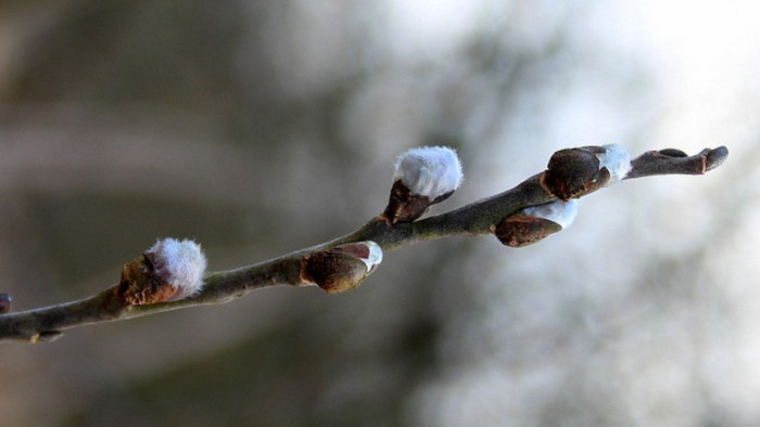 O vŕbe a korbáčoch