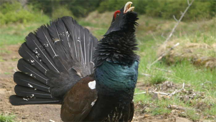 Sauvons le grand tétras 