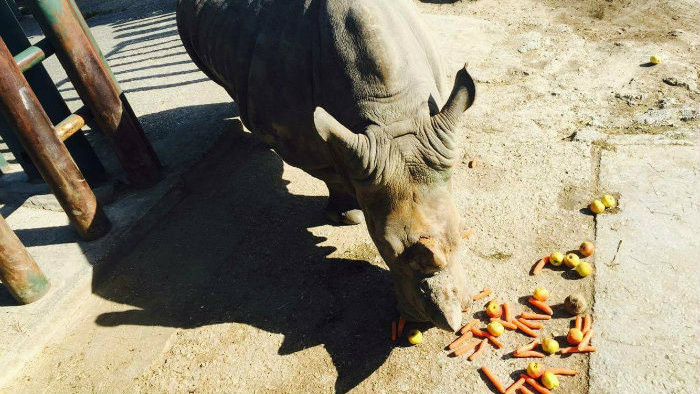 Kŕmenie zvierat v zoo