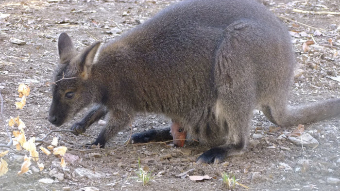 Kenguriatko v košickej Zoo