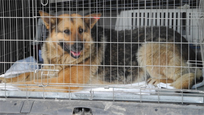 A partir del próximo año será obligatoria la implantación de chips a perros